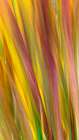 USA, Washington State, Seabeck. Blur of crocosmia foliage in fall. Art Print